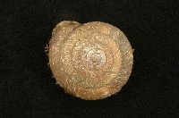 藏品(臺灣盾蝸牛)的圖片